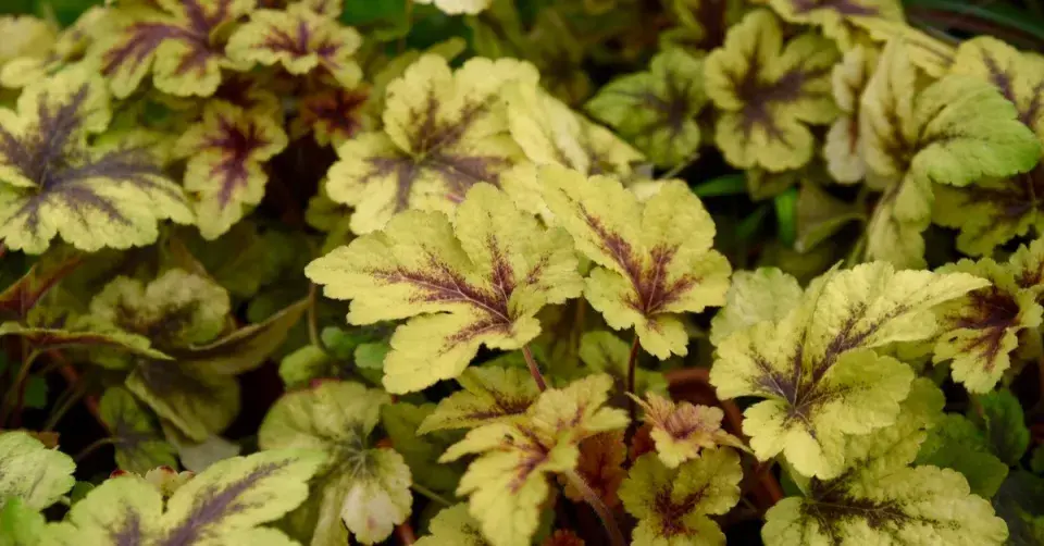 Heucherella 'Golden Zebra'