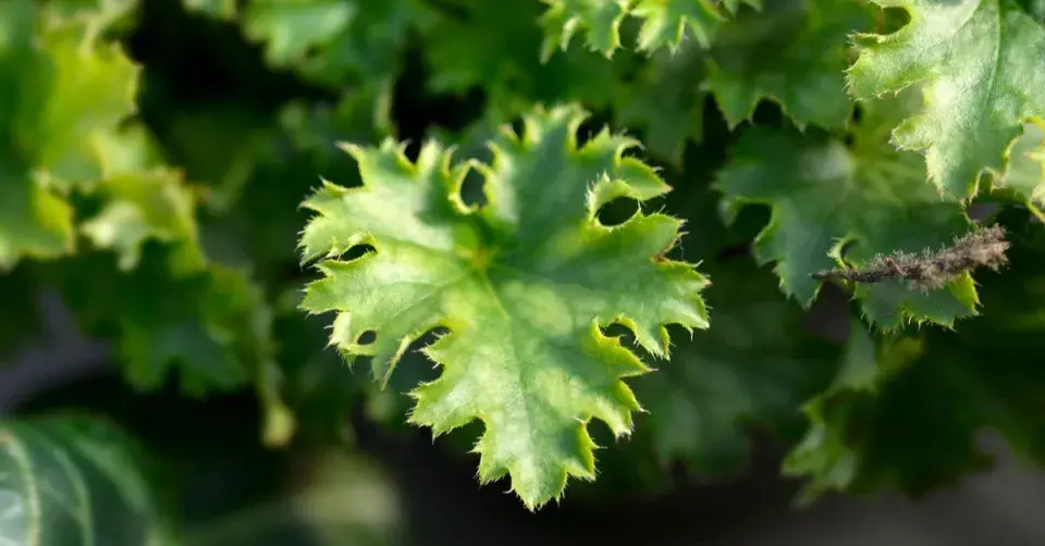 Dlužicha (Heuchera) 'Apple Crisp'