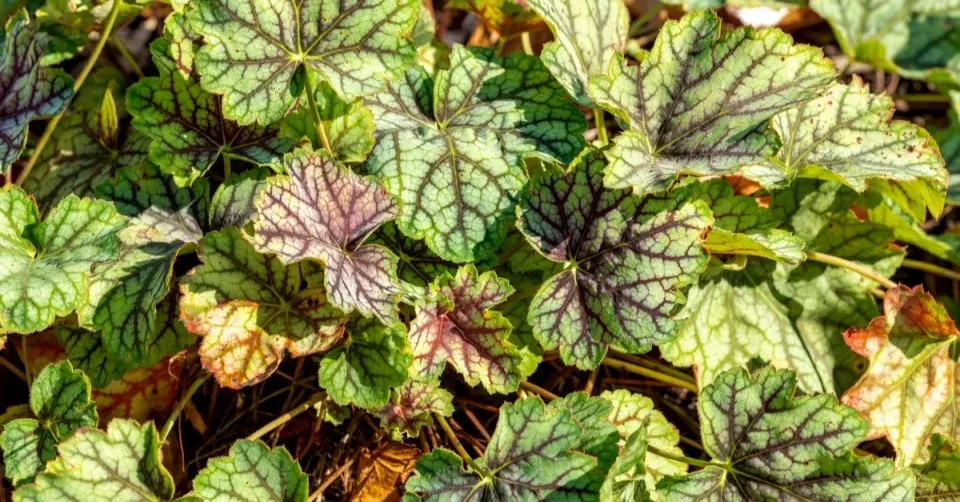 Dlužicha (Heuchera) 'Green Spice'