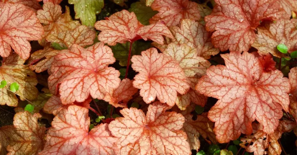 Dlužicha (Heuchera) 'Paprika'