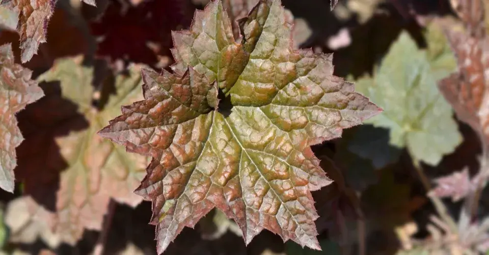 Dlužicha americká (Heuchera americana) 'Palace Purple'