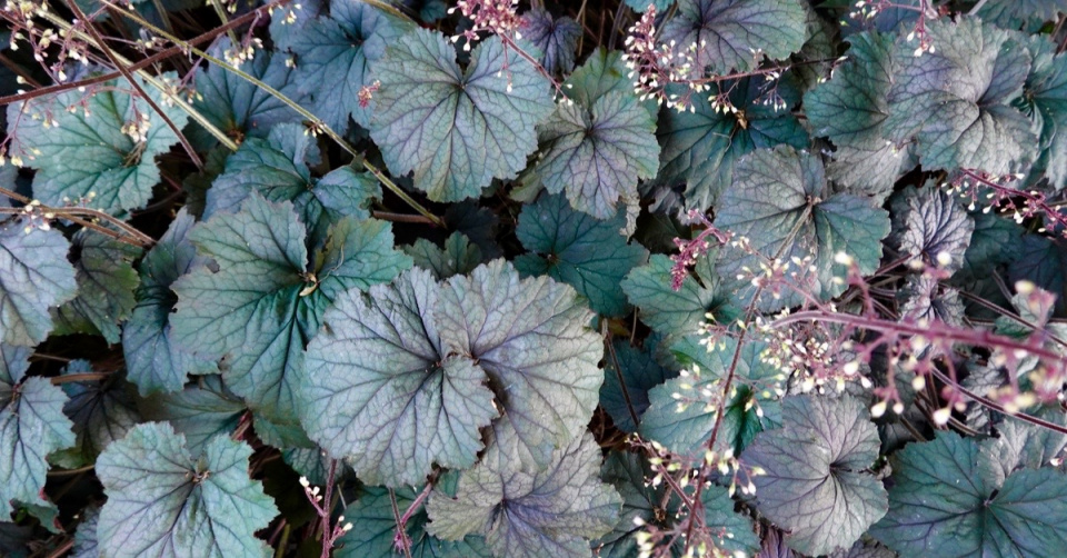 Dlužicha drobnokvětá (Heuchera micrantha)