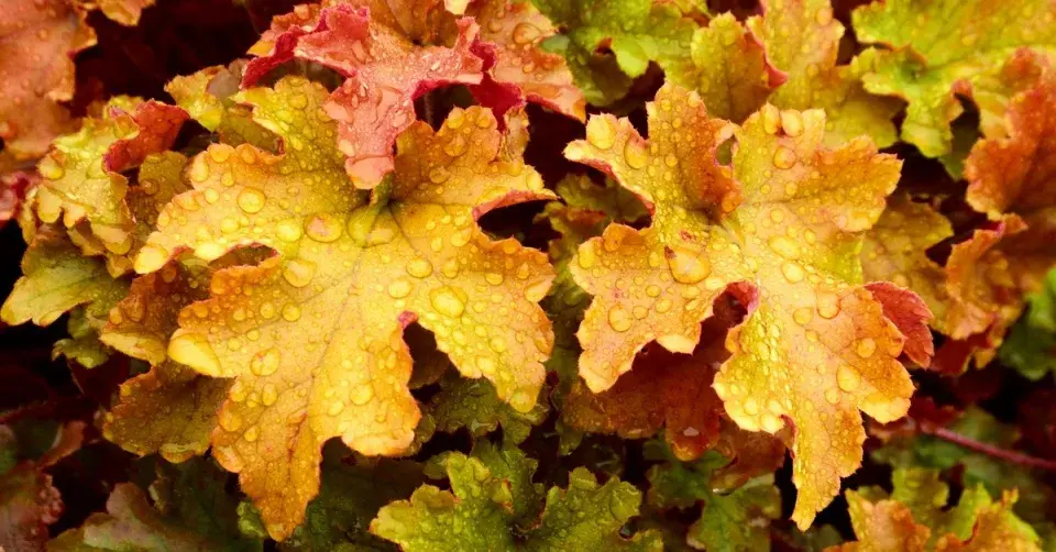 Dlužicha (Heuchera) 'Marmelade'
