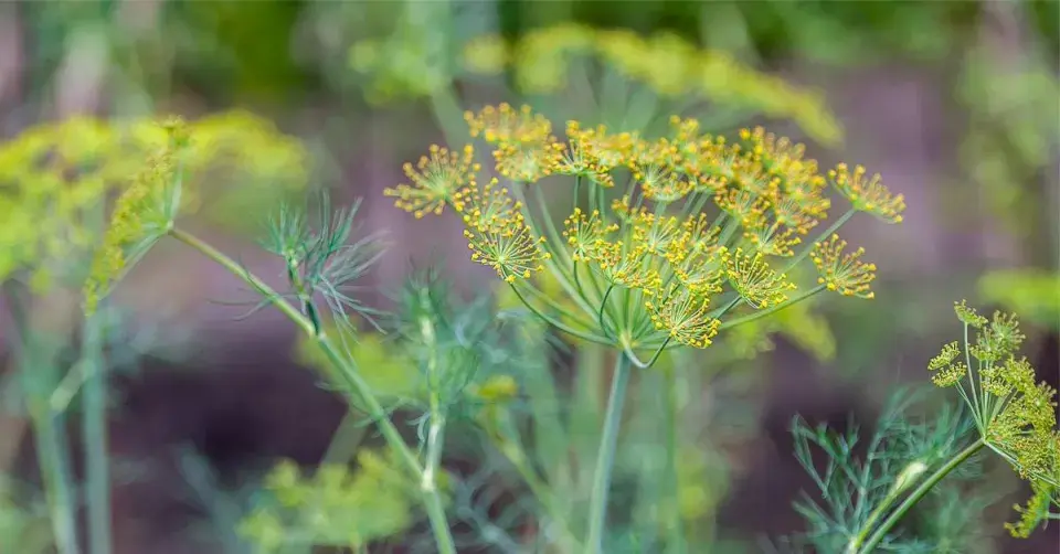 Fenykl obecný (Foeniculum vulgare)