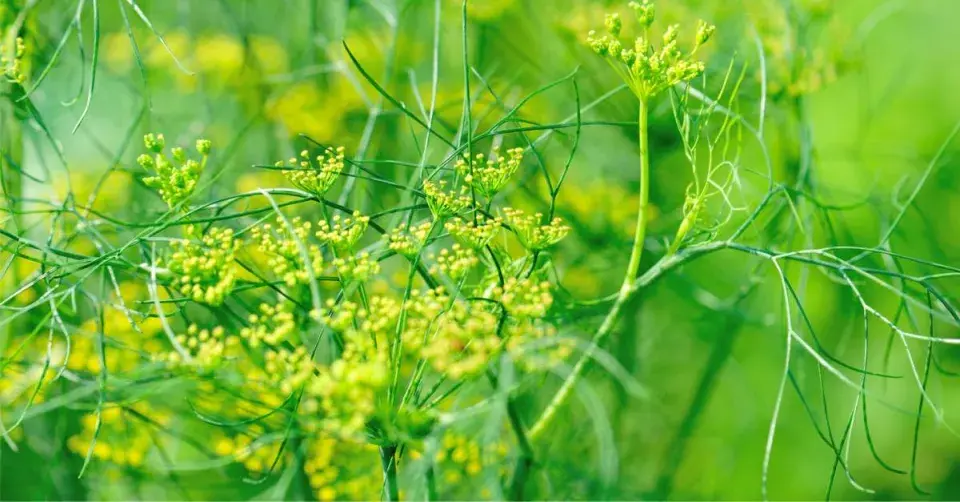 Fenykl obecný (Foeniculum vulgare)