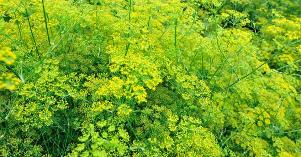 Fenykl obecný (Foeniculum vulgare)