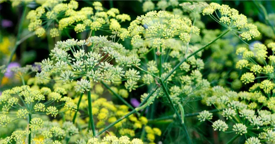 Květy a semena fenyklu obecného (Foeniculum vulgare)