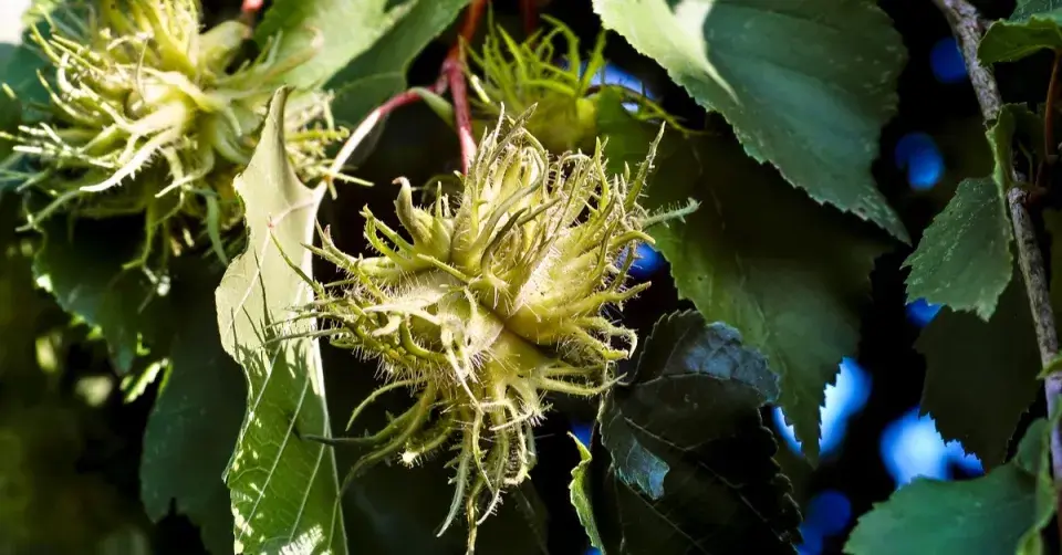 Plody lísky turecké (Corylus colurna)