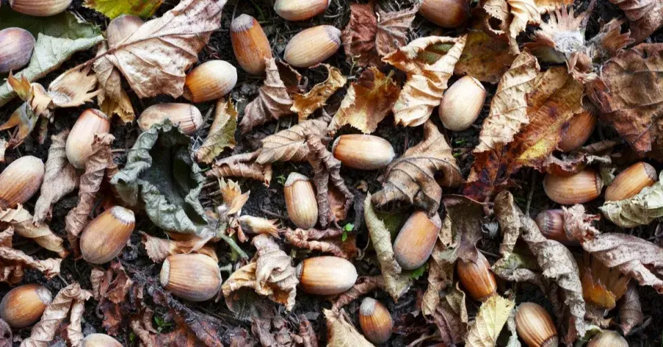 Spadané lískové ořechy