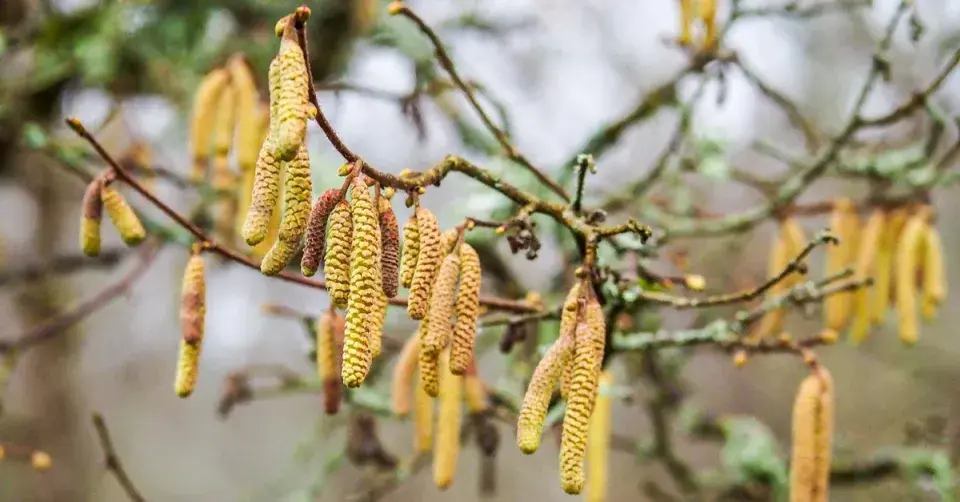 Jehnědy lísky obecné (Corylus avellana)