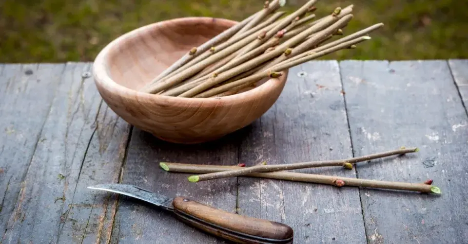 Rouby odebrané z lísky obecné (Corylus avellana)