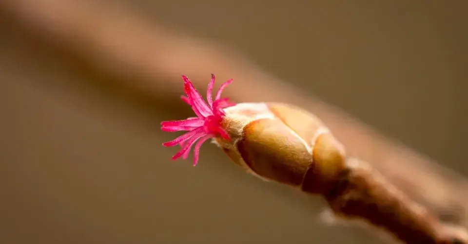 Samičí květy lísky obecné (Corylus avellana)