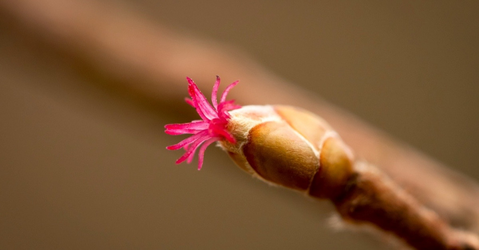 Samičí květy lísky obecné (Corylus avellana)