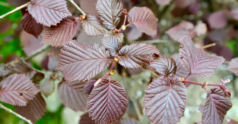 Červenolistá forma lísky