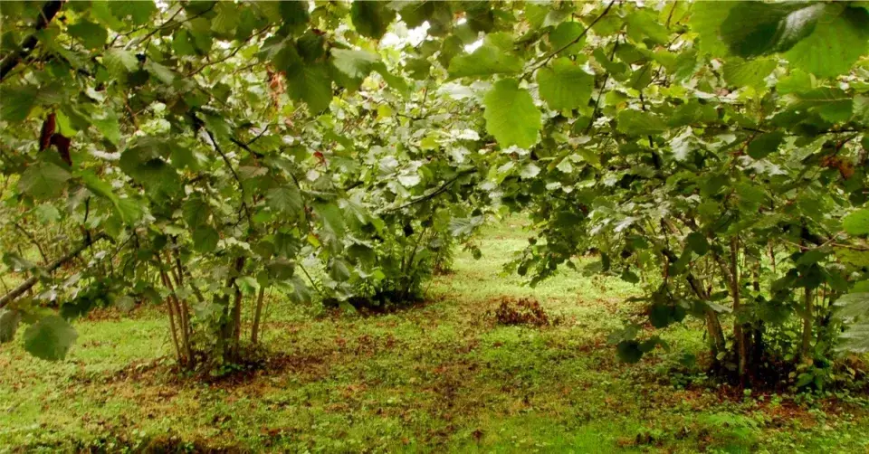 Lískovna - sad z lískových keřů