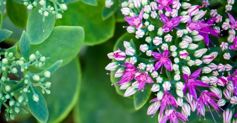 Rozchodníkovec nachový (Hylotelephium telephium) ’Herbstfreude’