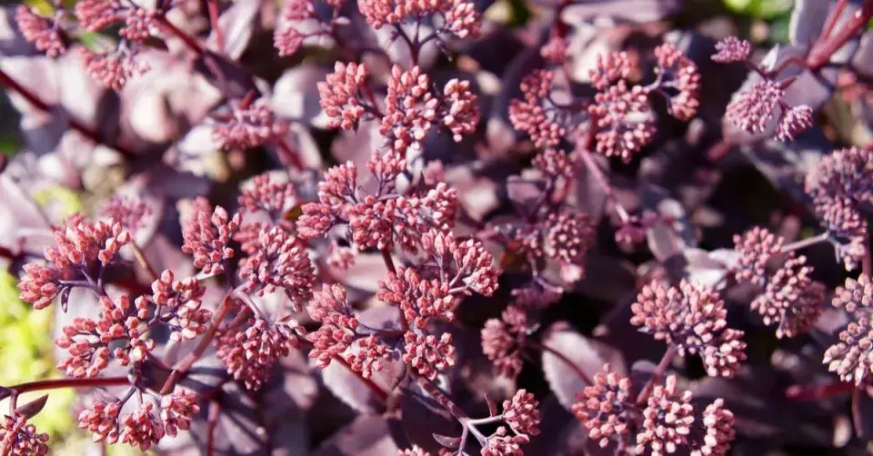 Rozchodníkovec odrůdy ’Karfunkelstein’