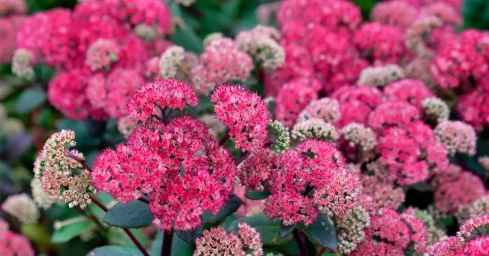 Rozchodníkovec odrůdy ’Red Cauli’