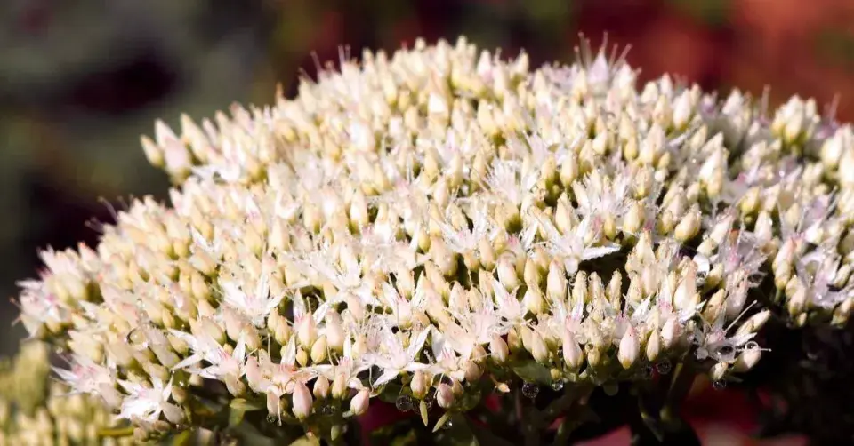 Rozchodníkovec nádherný (Hylotelephium spectabile) ’Stardust’