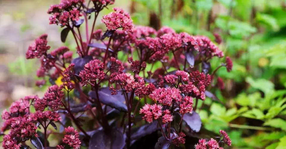 Rozchodníkovec nádherný (Hylotelephium spectabile) ’Purple Emperor’