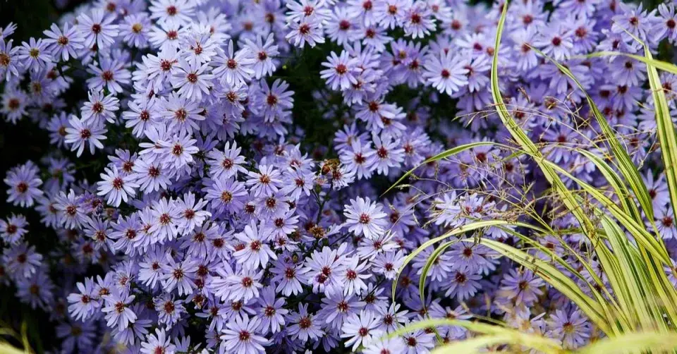 Hvězdnice srdcolistá (Aster cordifolius) ’Little Carlow’