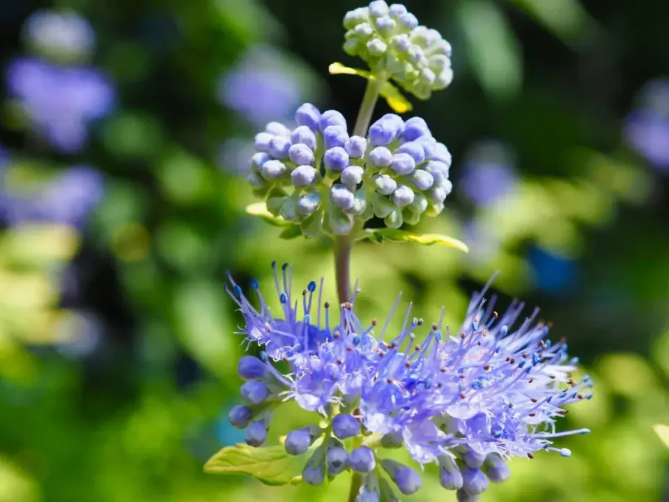 Ořechoplodec klandonský (Caryopteris x clandonensis)
