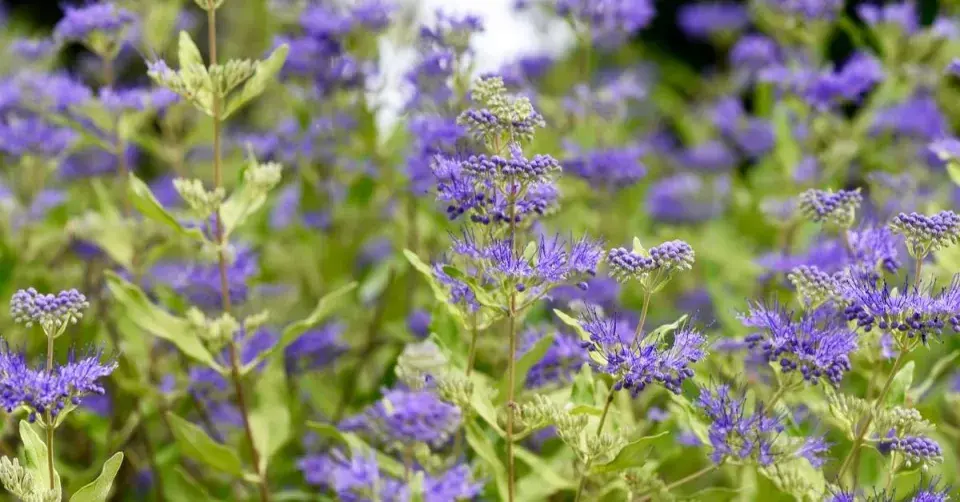 Ořechoplodec klandonský (Caryopteris x clandonensis) 'Logwood Blue'