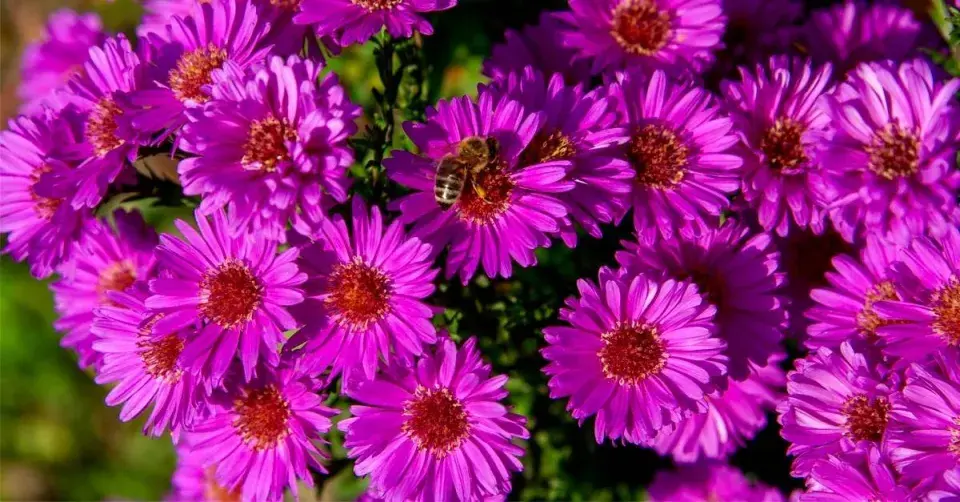 Hvězdnice novoanglická (Aster novae-angliae) ’Purple Dome’