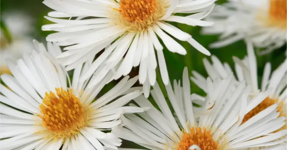 Hvězdnice novoanglická (Aster novae-angliae) ’Herbstschnee’
