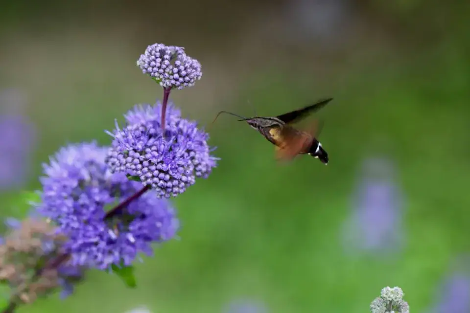 Ořechoplodec šedivý (Caryopteris incana)