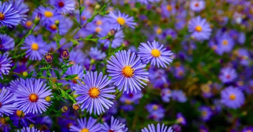 Hvězdnice hustokvětá (Aster dumosus) 'Blue Lagoon'