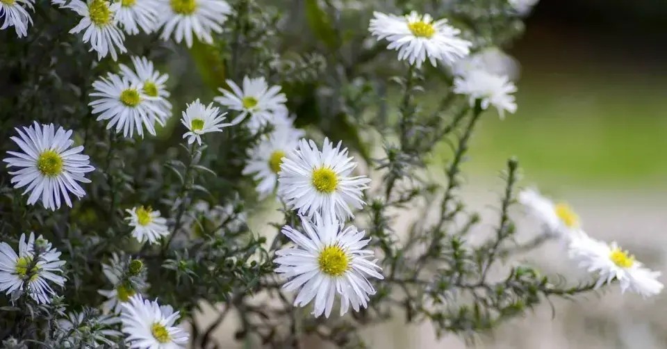 Hvězdnice (Aster ericoides ssp. pansus) ’Snow Flurry’