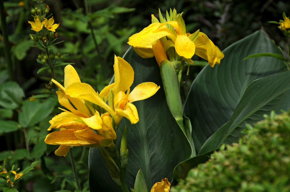Žluté květy dosny (Canna)