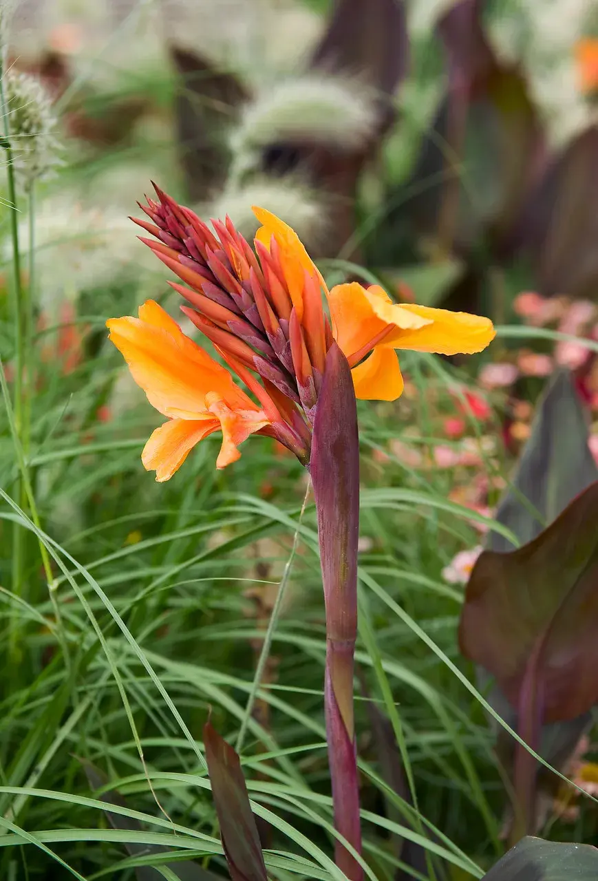 Dosna (Canna) 'Orange Beauty'