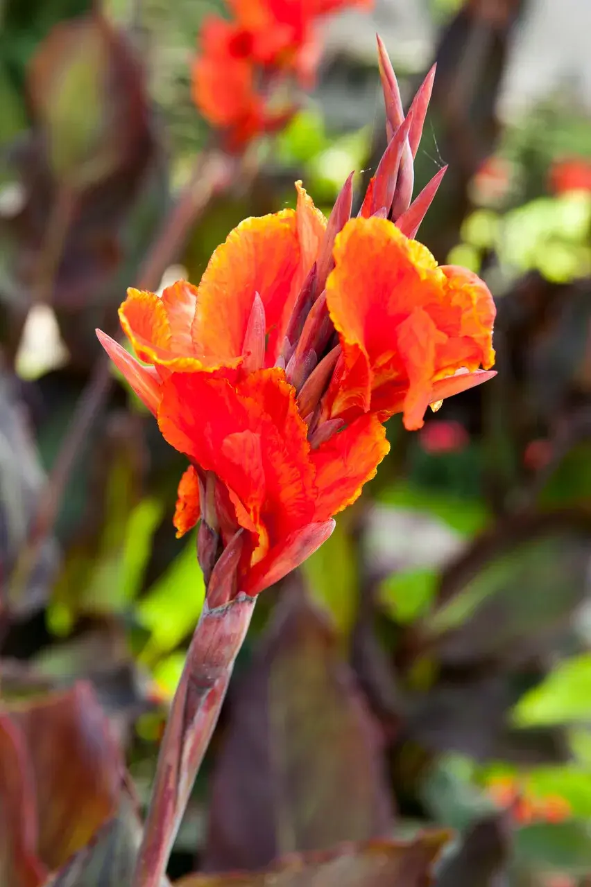 Dosna (Canna) 'Red King Humbert'