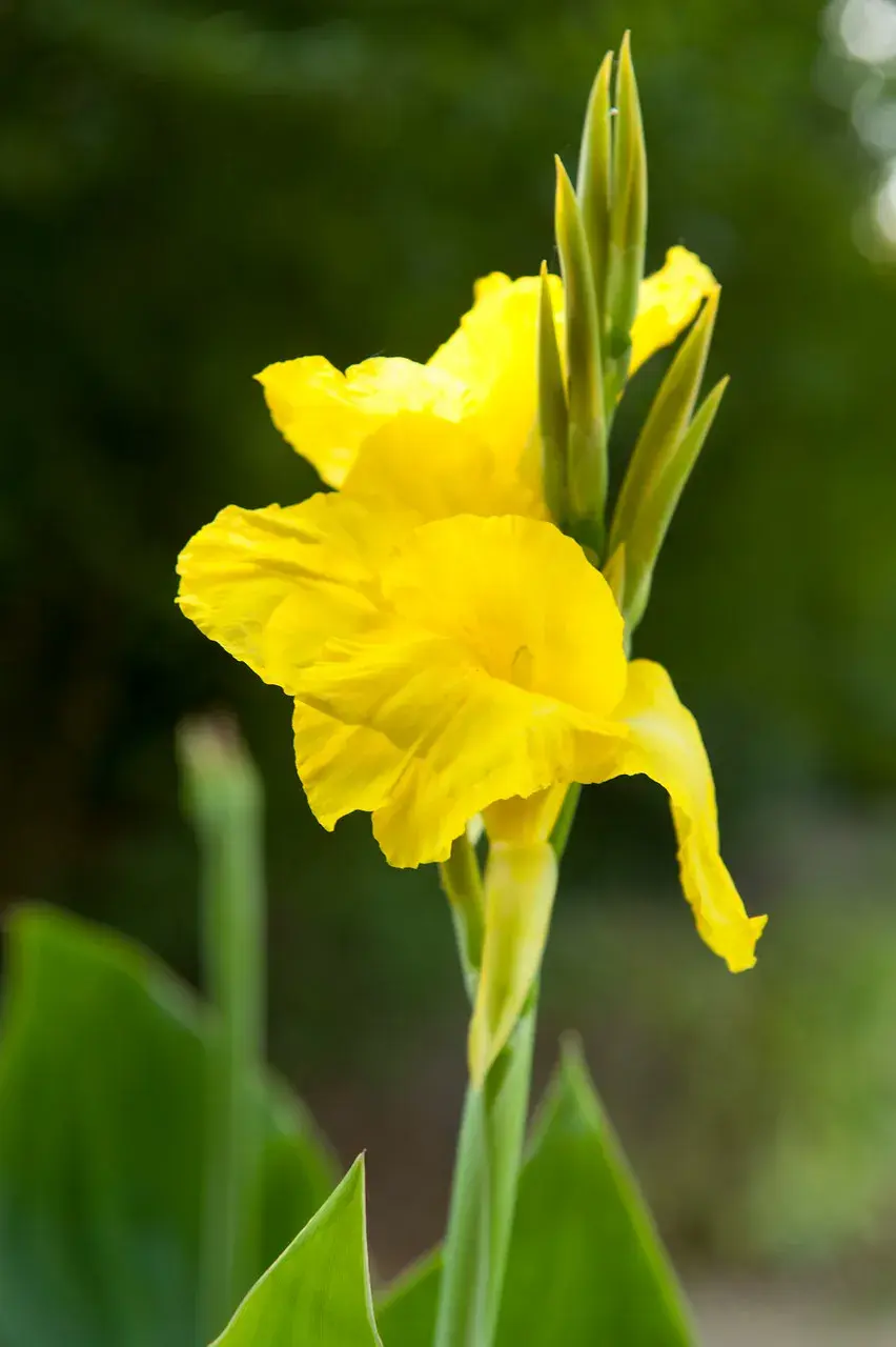 Dosna (Canna) 'Richard Wallace'