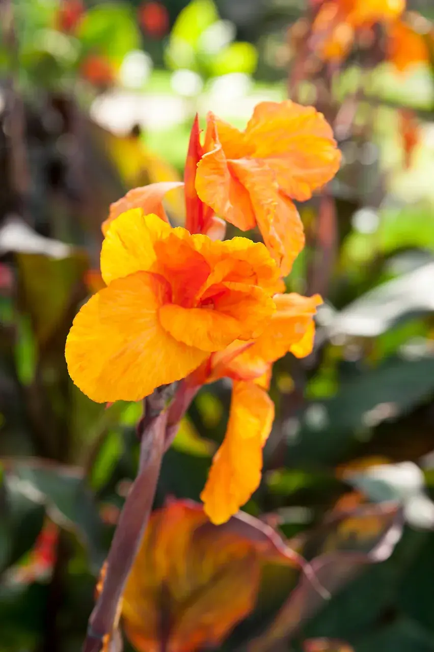 Dosna (Canna) 'Wyoming'