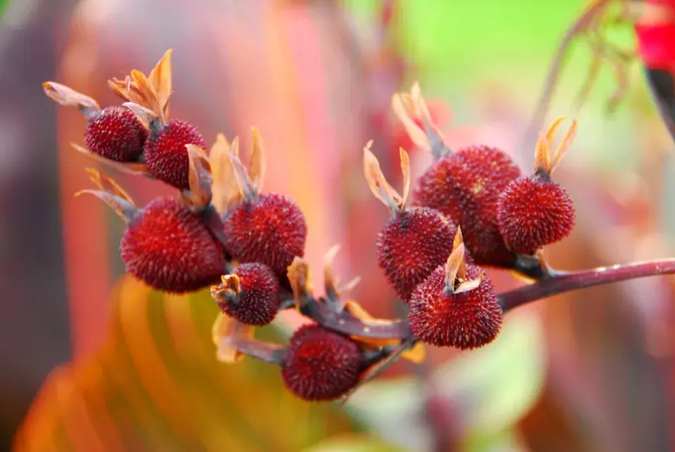 Plody dosny (Canna)