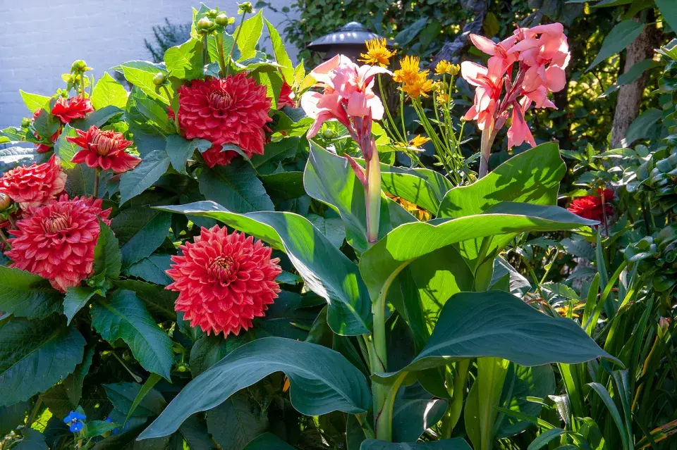 Květy jiřinek a dosen