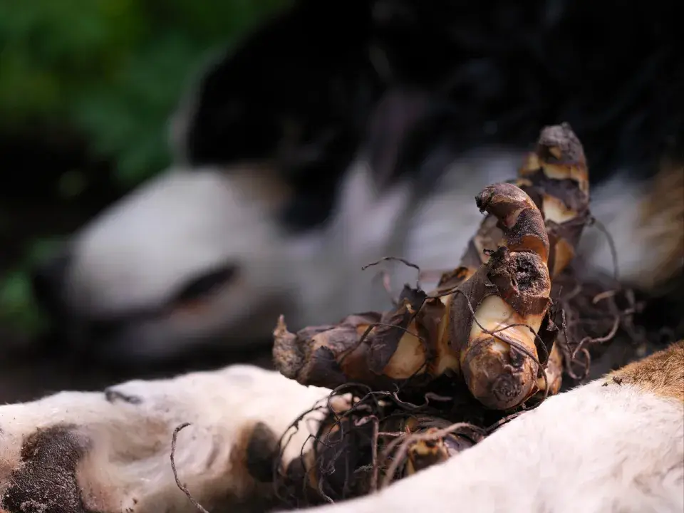 Hlíznatý oddenek dosny