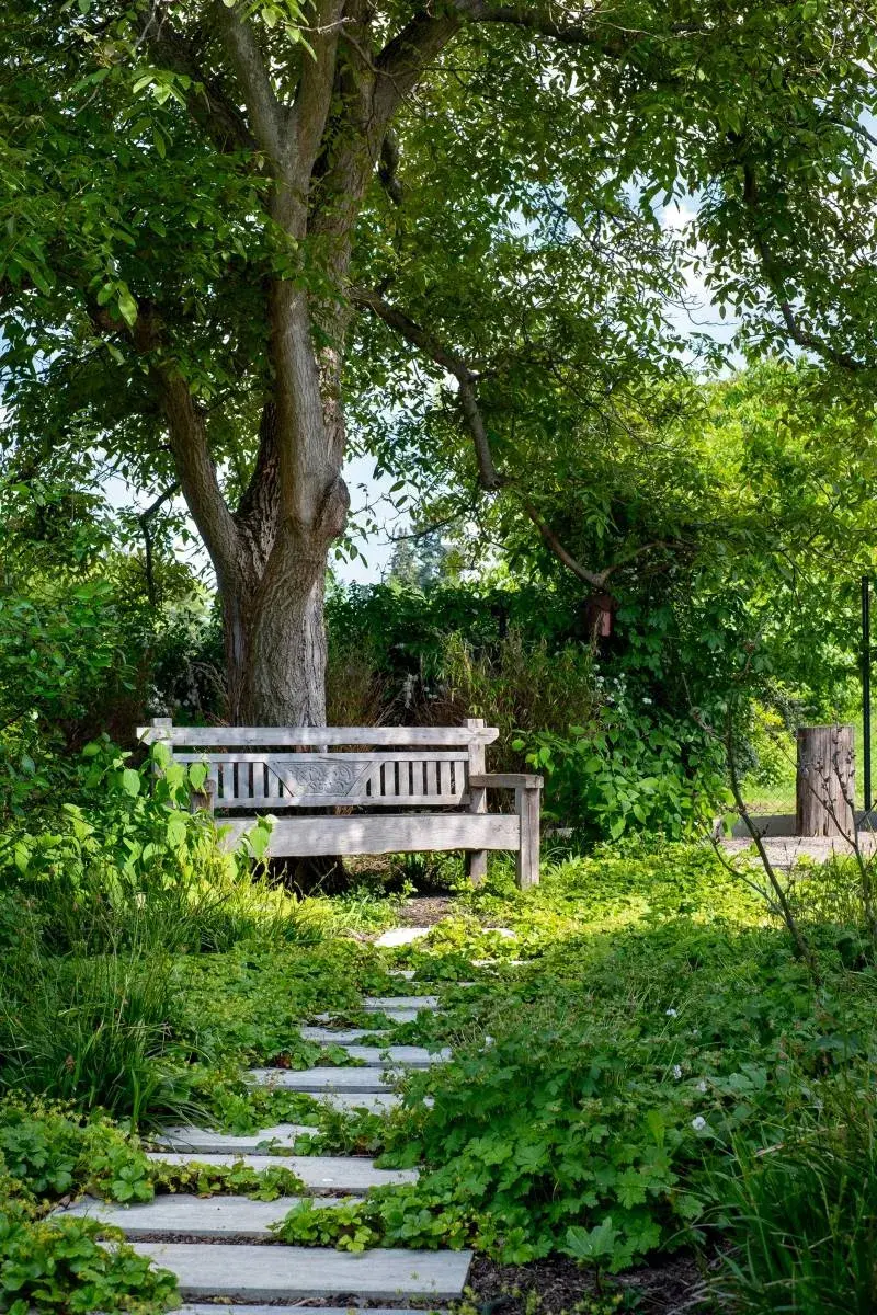 Dřevěná lavička pod stromem