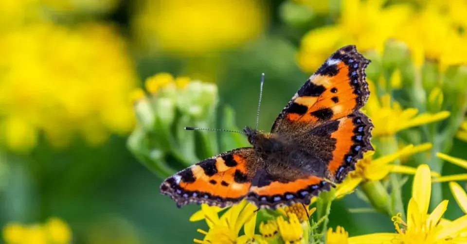 Babočka kopřivová (Aglais urticae)