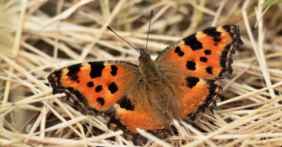 Babočka jilmová (Nymphalis polychloros)