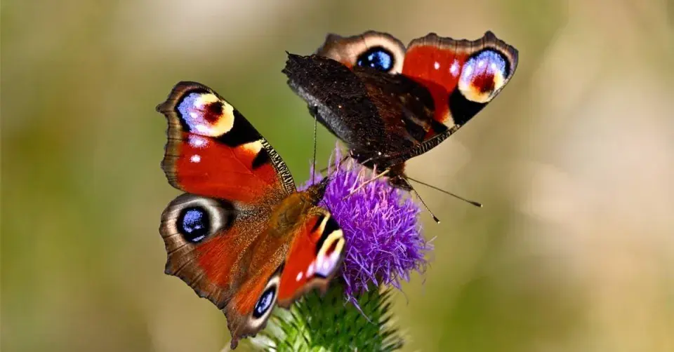 Babočka paví oko (Nymphalis io)
