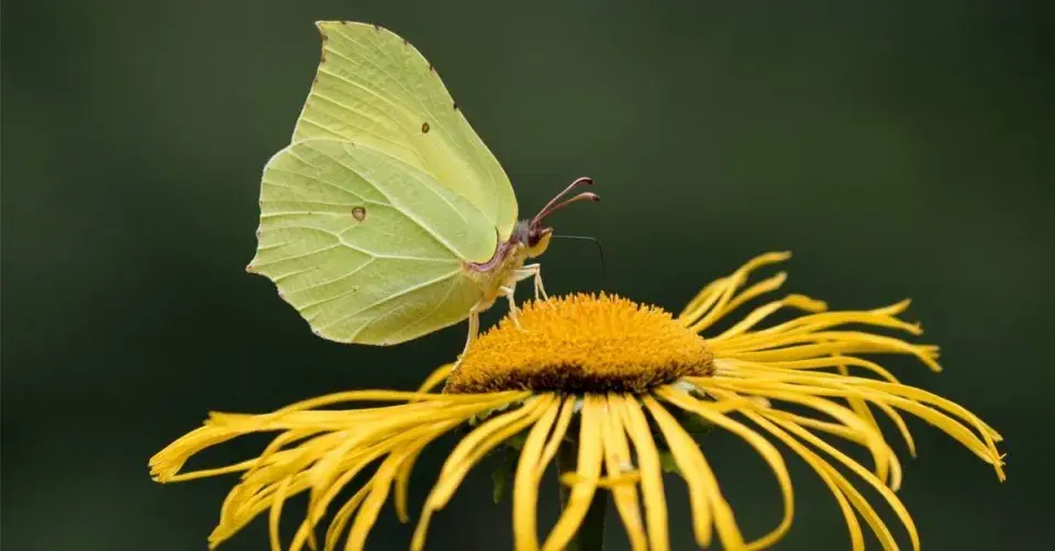 Žluťásek řešetlákový (Gonepteryx rhamni)