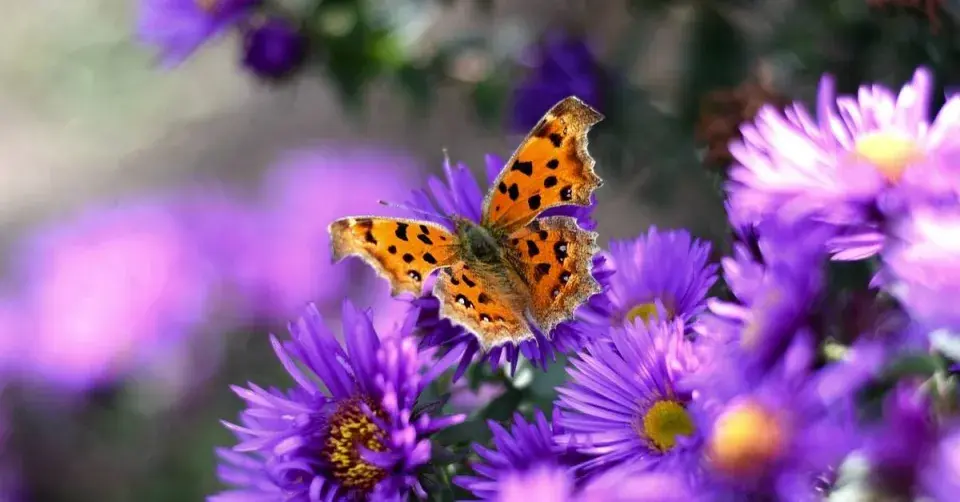 Babočka bílé C (Polygonia c-album)