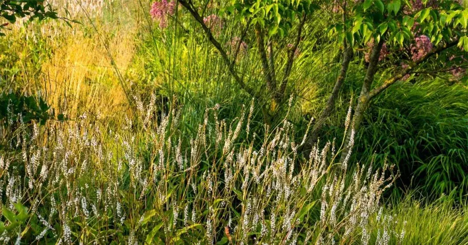 Rdesno objímavé (Persicaria amplexicaulis) 'Alba'