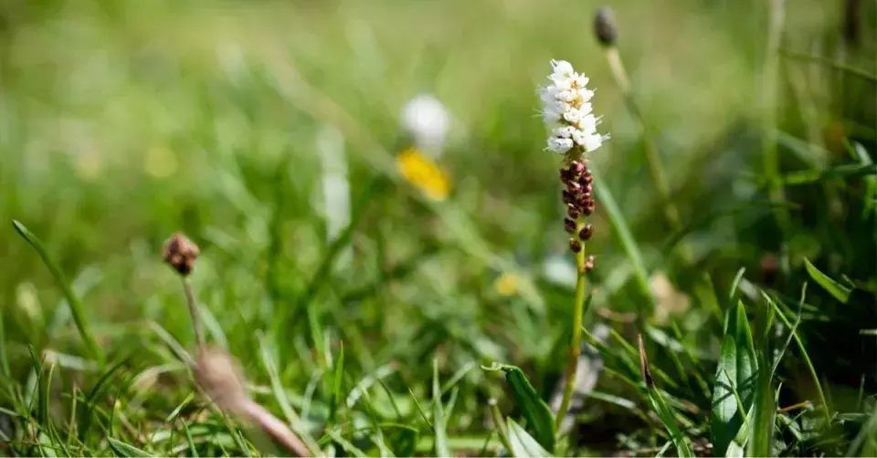 Rdesno živorodé (Persicaria vivipara)