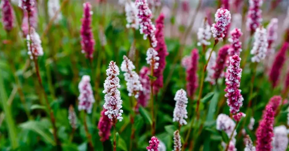 Rdesno příbuzné (Persicaria affinis) 'Superba'