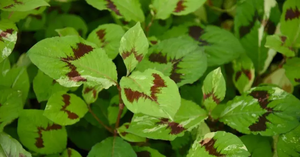 Persicaria foliformis